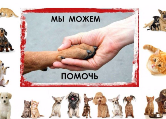 Внимание, Акция!